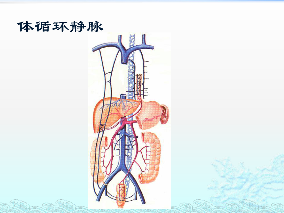 体内各静脉血管解剖与插管法n课件.pptx_第3页