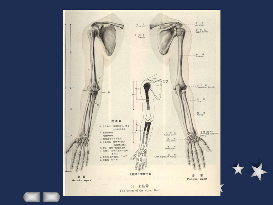 上肢骨折阅片课件.ppt_第2页