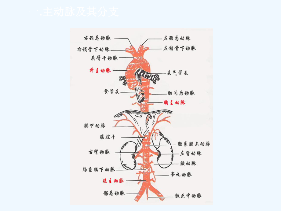 主动脉夹层基础知识和临床处理规范课件.ppt_第2页