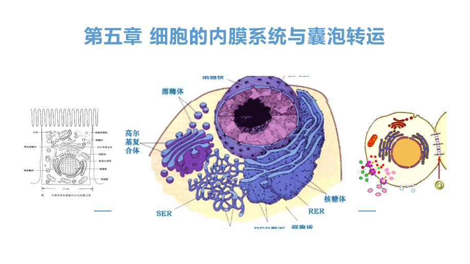 五章细胞的内膜系统与囊泡转运课件.pptx_第1页