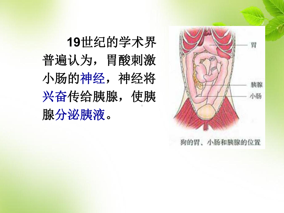 使胰腺分泌胰液沃泰默的实验-课件.ppt_第3页