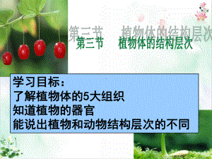 人教版初中生物《植物体的结构层次》课件.ppt