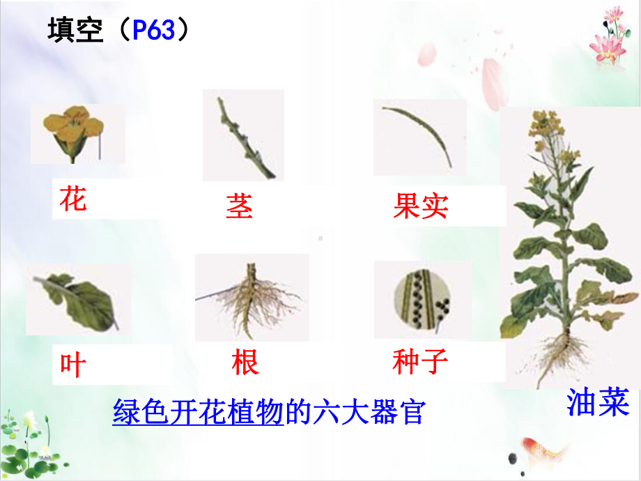 人教版初中生物《植物体的结构层次》课件.ppt_第3页