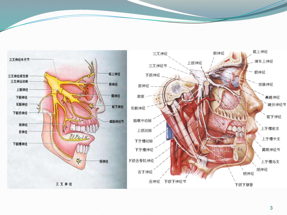 三叉神经痛(TNtrigeminalneuralgia)课件.ppt_第3页