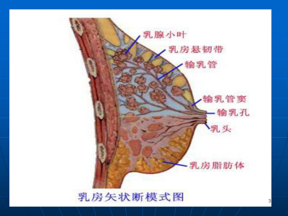 乳腺肿瘤超声诊疗课件.ppt_第3页