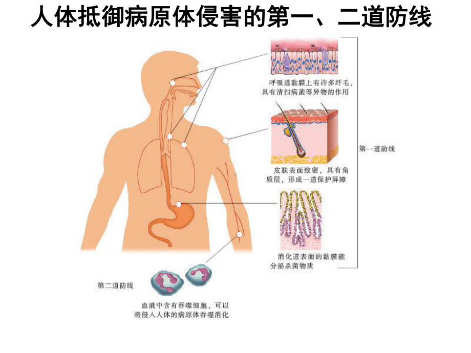 一节人体的免疫防线课件.ppt_第3页