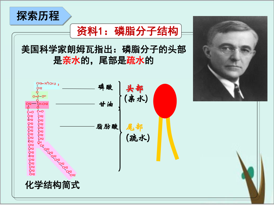 人教版必修一生物第三章-第一节-细胞的结构和功能细胞膜结构的探索24课件.pptx_第3页