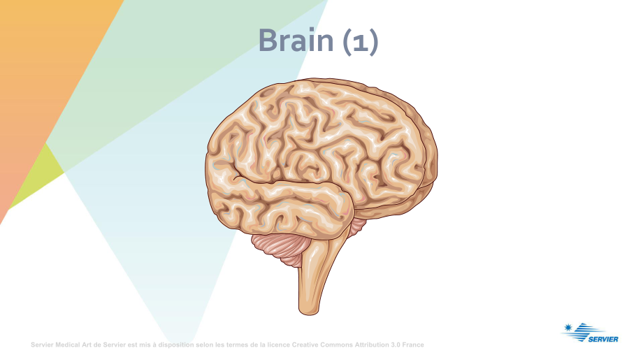 临床与科研绘图-神经学Nervous-system课件.ppt_第3页