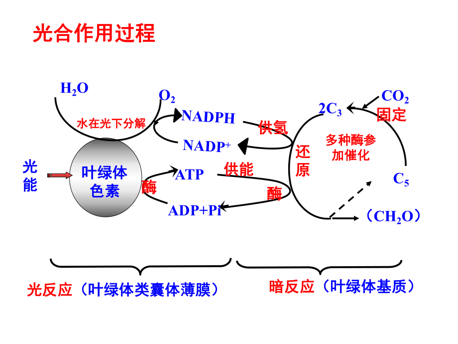 人教版新教材《光合作用的原理和应用》版1课件.pptx_第1页