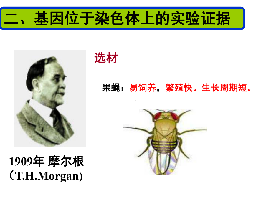 人教版新教材《基因在染色体上》1课件.pptx_第3页