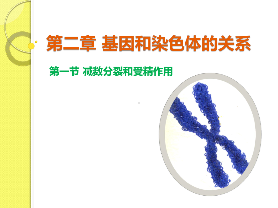 人教版必修二减数分裂和受精作用课件.ppt_第1页