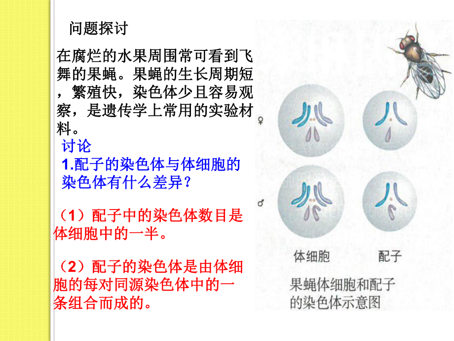 人教版必修二减数分裂和受精作用课件.ppt_第2页