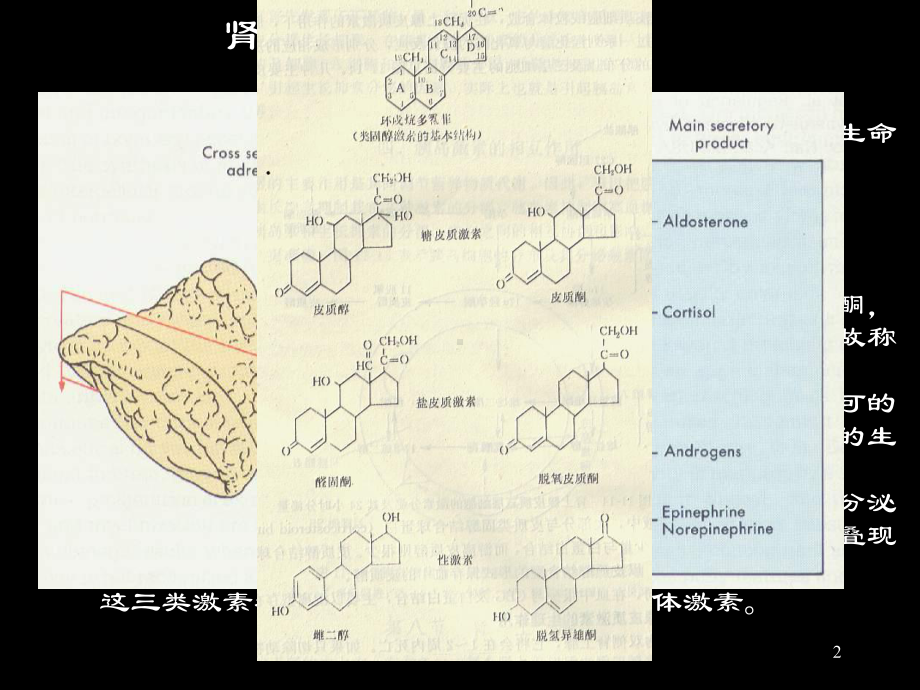 一肾上腺皮质激素课件.ppt_第2页