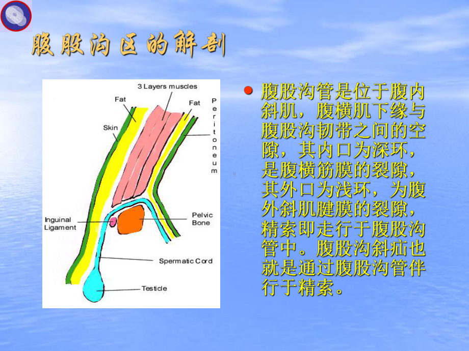 七年制医学课件-局解-腹股沟疝的解剖和PHS的应用.ppt_第3页