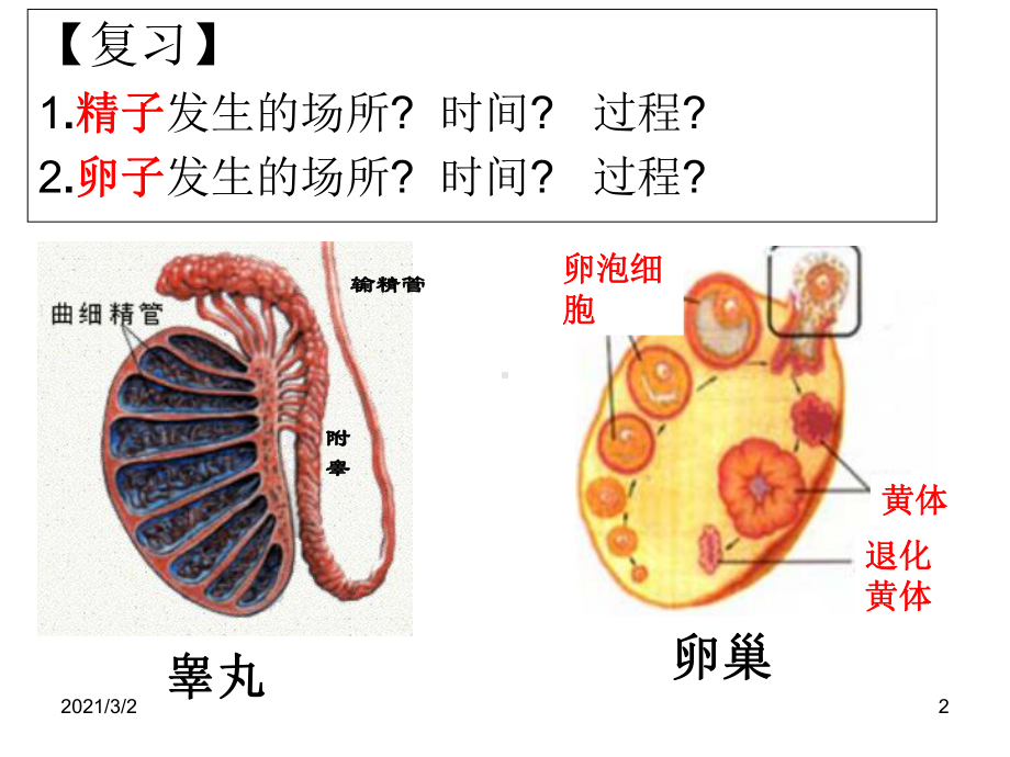 体内受精和早期胚胎发育课件-(公开课).ppt_第2页