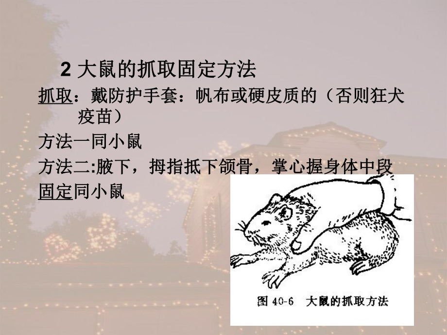 实验动物讲义课件.ppt_第3页