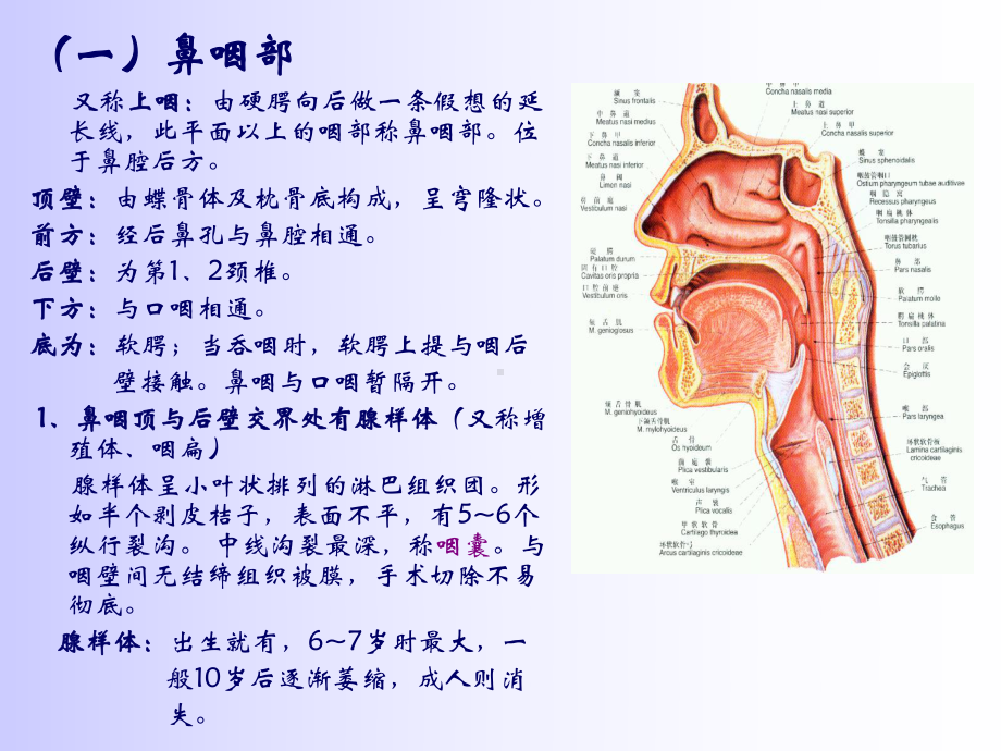 咽喉解剖-课件.ppt_第3页