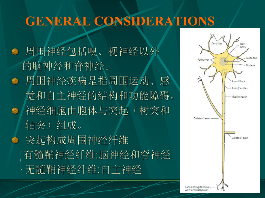 周围神经病临床诊疗课件.ppt_第3页