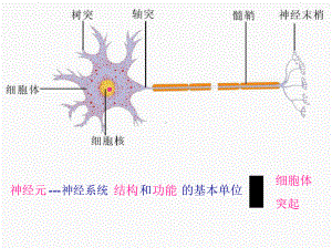 初中生物神经系统上课课件.ppt