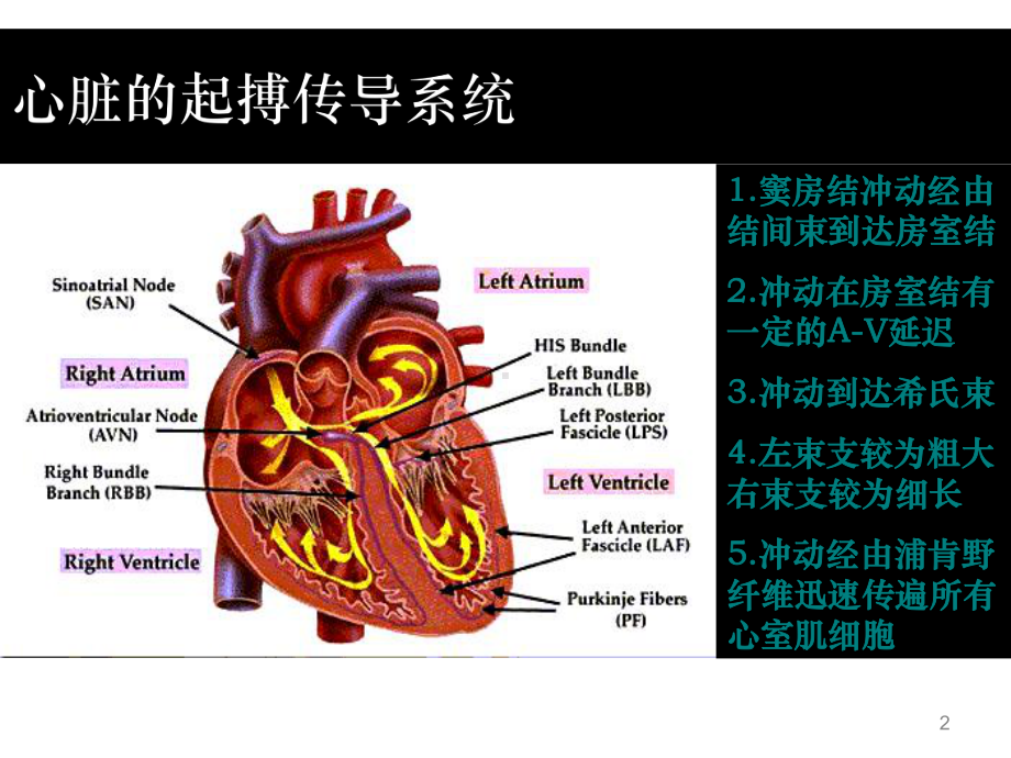 心律失常课件-2.ppt_第2页