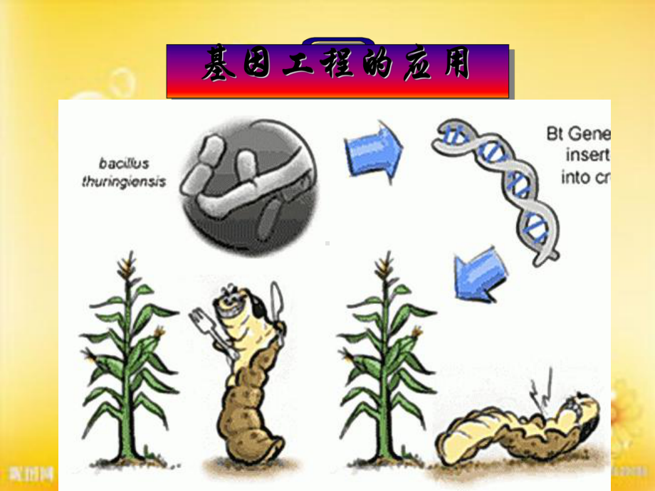 基因工程的应用-课件.ppt_第1页