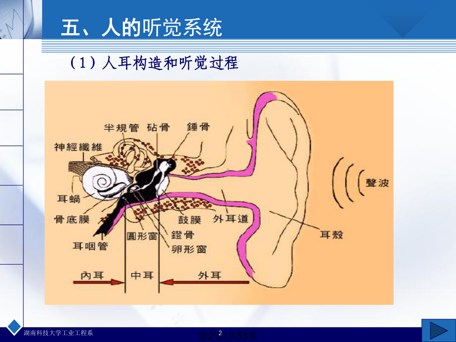 听觉与运动课件.pptx_第2页