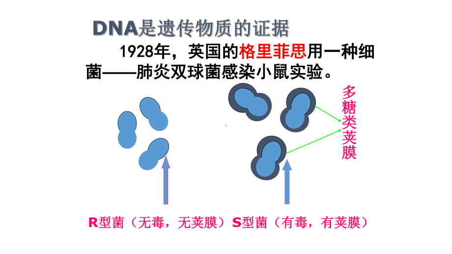 必修二学考复习第3章基因的本质(共31张)课件.pptx_第2页