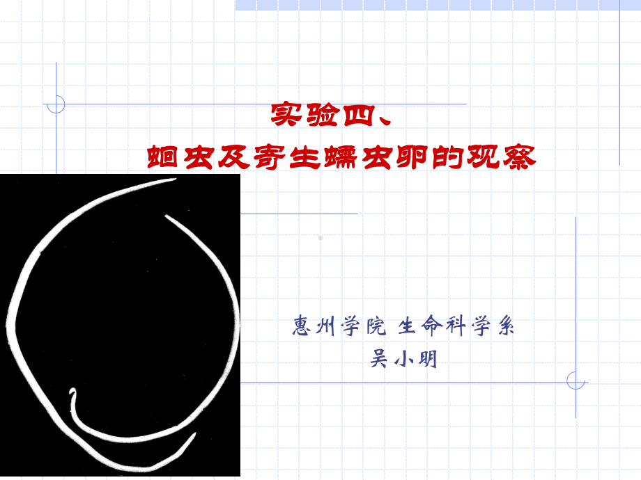 动物学实验教案4蛔虫寄生蠕虫课件.ppt_第1页