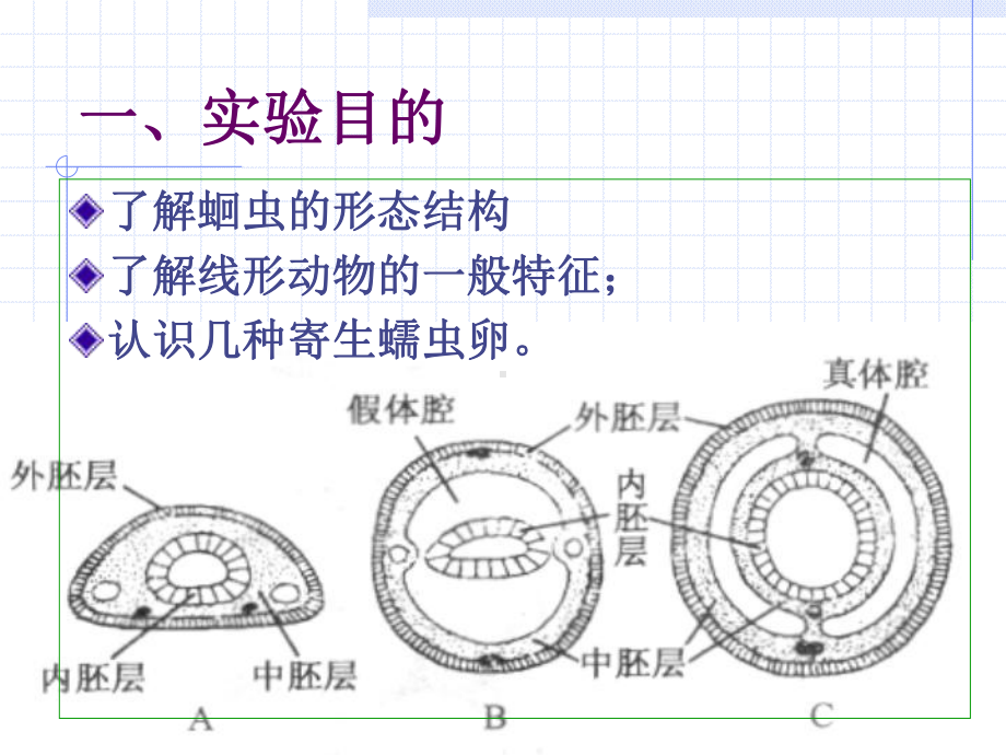 动物学实验教案4蛔虫寄生蠕虫课件.ppt_第2页