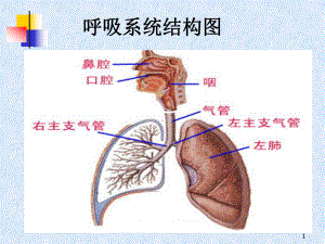 呼吸系统的用药课件.ppt