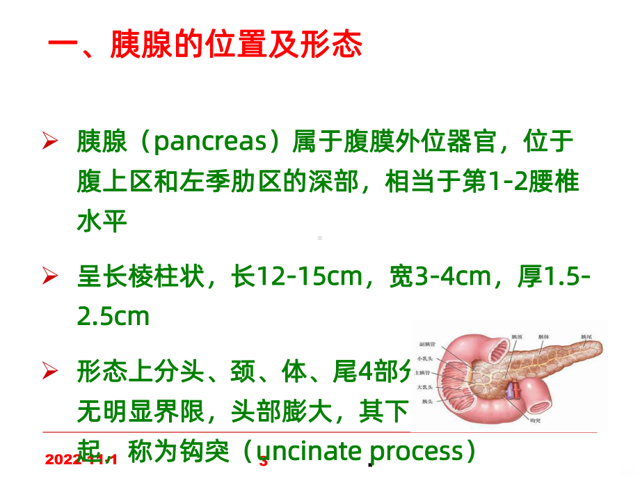 学习-胰腺的解剖及常见疾病课件.ppt_第3页