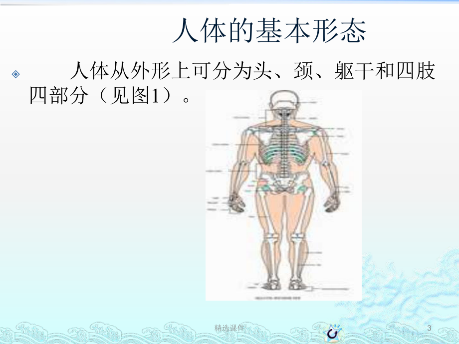 幼儿身体发育与动作发展课件.pptx_第3页