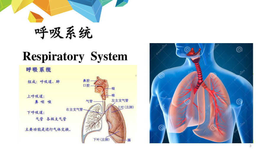 家政服务培训老年人常见疾病与护理课件.ppt_第3页