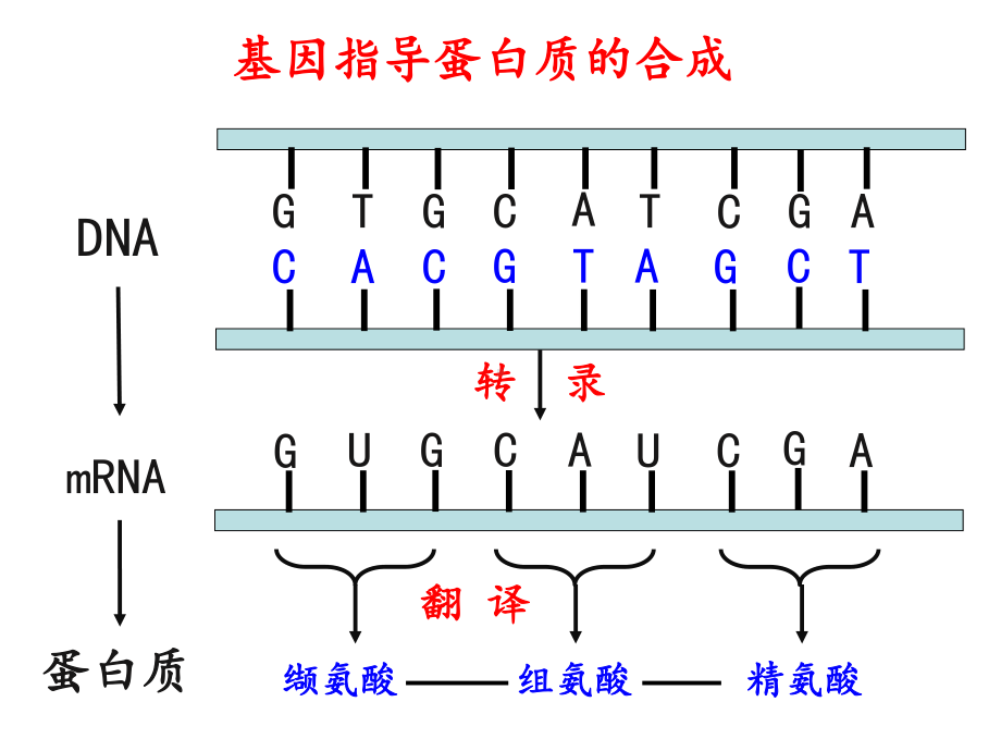 基因对性状的控制-人教版高中生物必修二优质课件(共38张).ppt_第1页