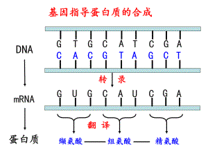 基因对性状的控制-人教版高中生物必修二优质课件(共38张).ppt