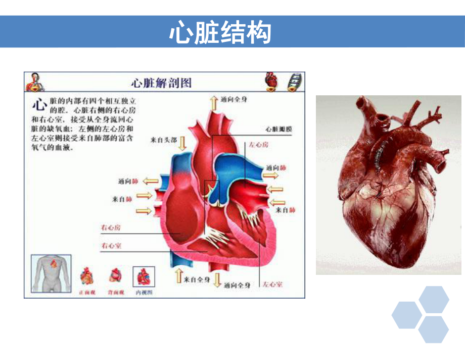 儿童心血管解剖生理特点课件.ppt_第2页