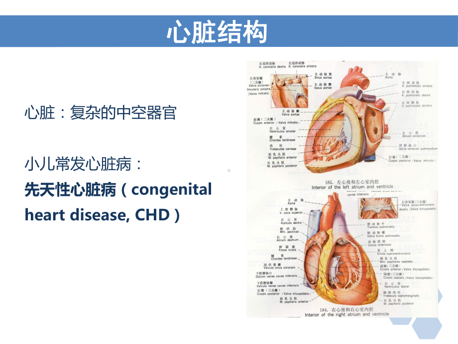 儿童心血管解剖生理特点课件.ppt_第3页