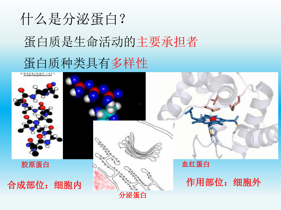 分泌蛋白合成和分泌课件.ppt_第2页