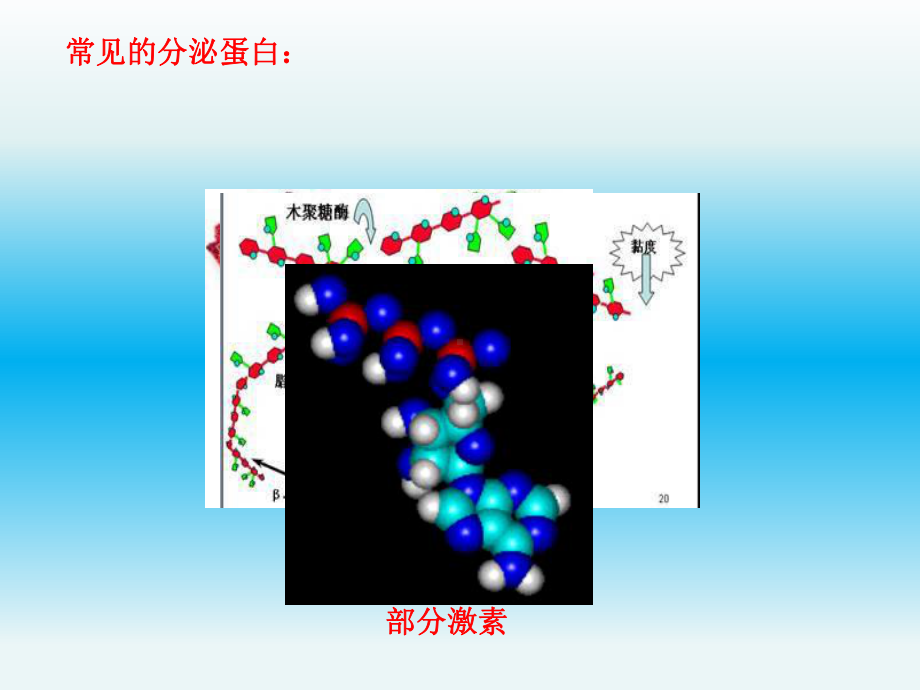 分泌蛋白合成和分泌课件.ppt_第3页