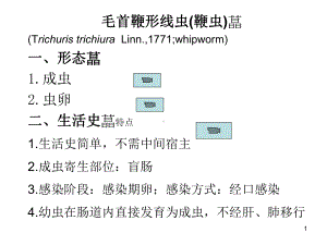 寄生虫鞭蛲虫课件.ppt