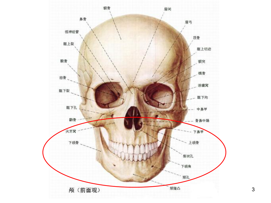 口腔基础知识医学课件.ppt_第3页