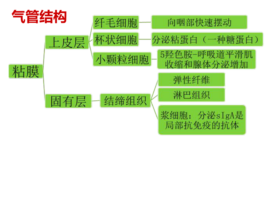 吸入用乙酰半胱氨酸溶液(富露施)的临床应用科室培训备课讲稿课件.ppt_第3页