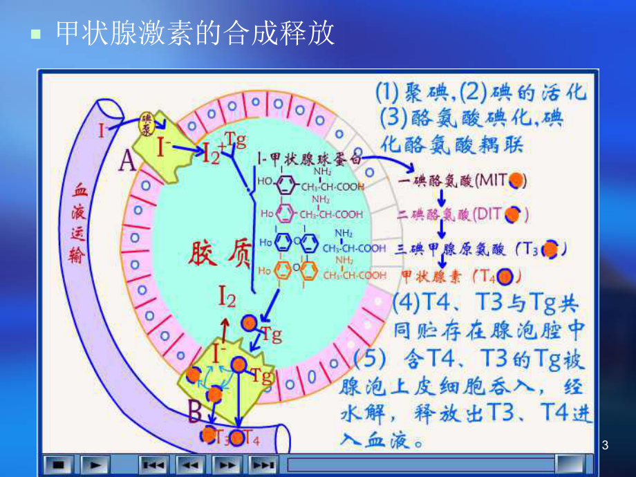 先天性甲状腺机能课件.ppt_第3页