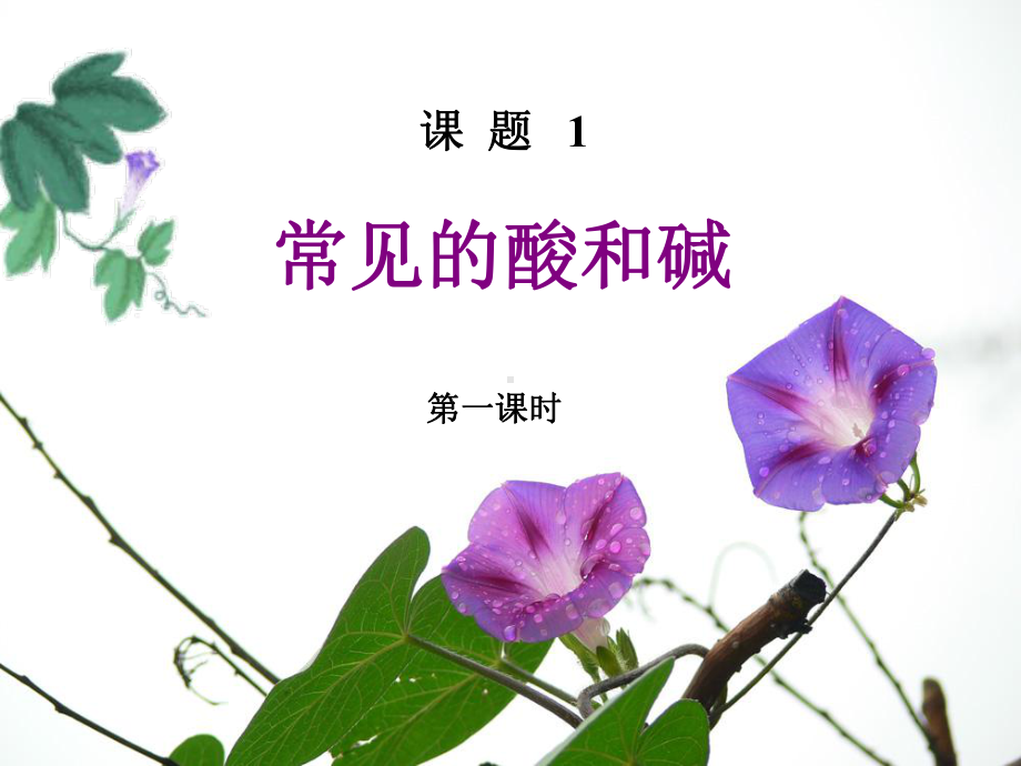 常见的酸和碱课件课件.ppt_第1页