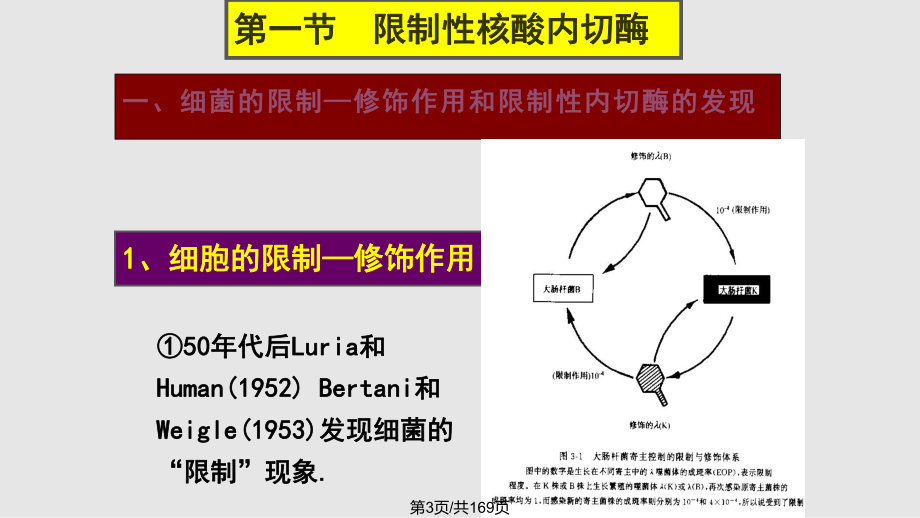 基因工程—工具酶生物工程所有课件.pptx_第3页