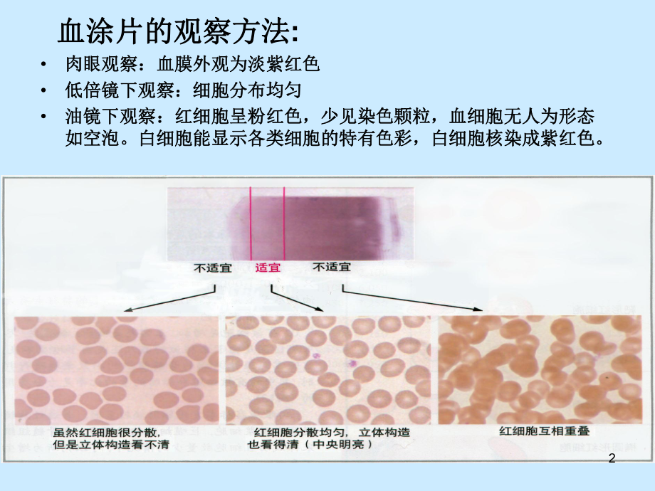 外周血细胞形态的观察课件-2.pptx_第2页