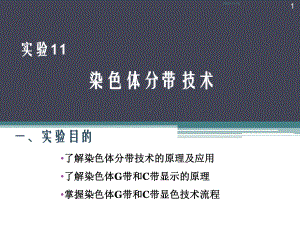 实验11染色体分带技术课件.ppt