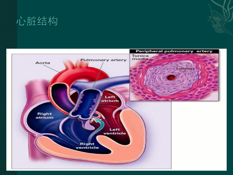 小儿临床心电监护及常见心律失常的识别-课件.ppt_第3页