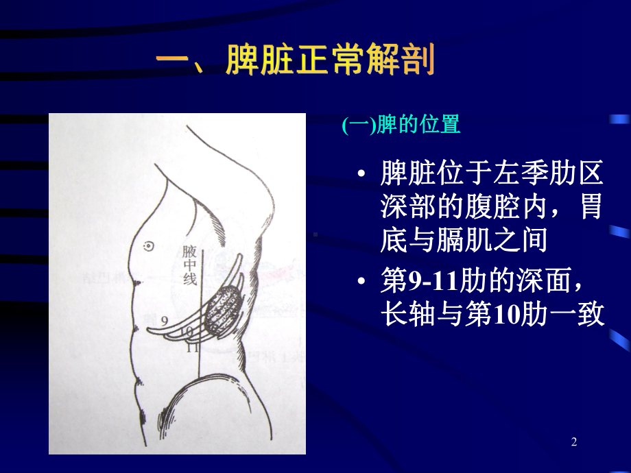 基础医学脾脏超声课件.ppt_第2页