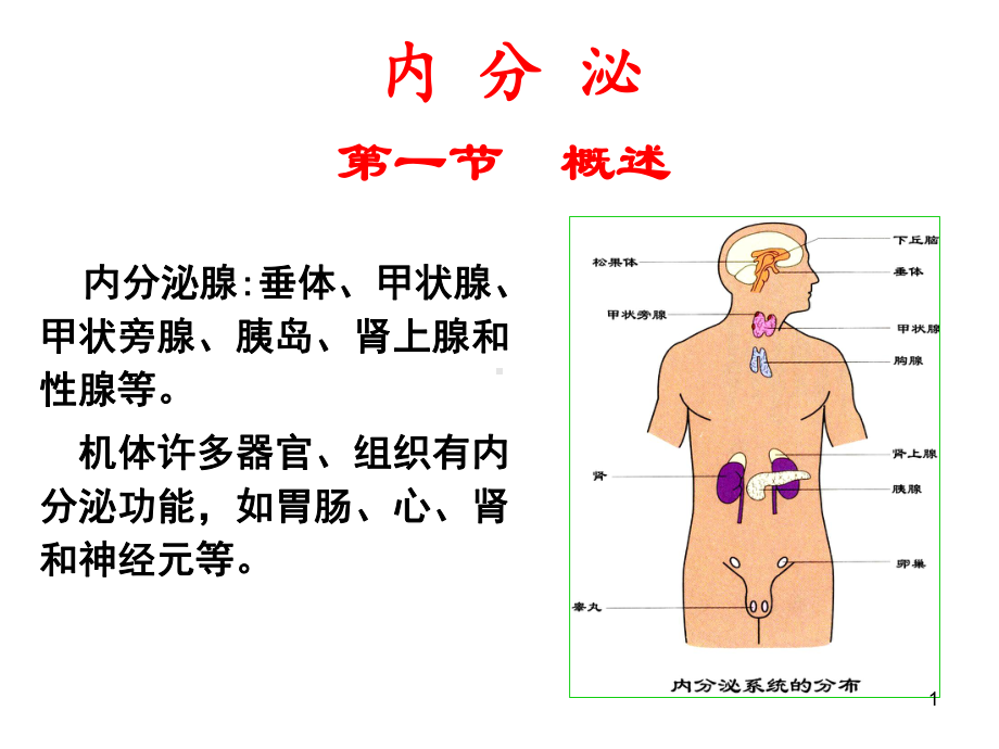 内分泌腺垂体课件.ppt_第1页